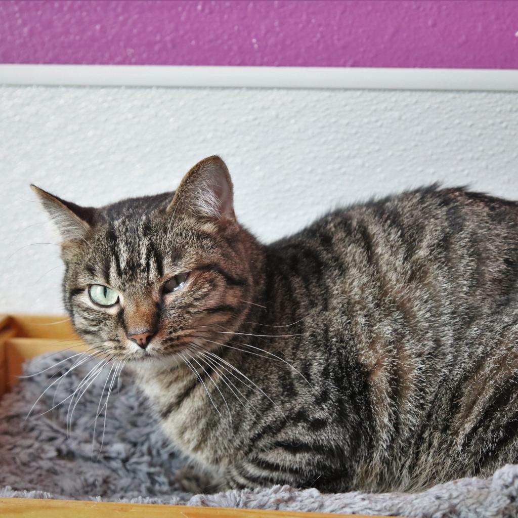 cheshire Furry Friends Refuge