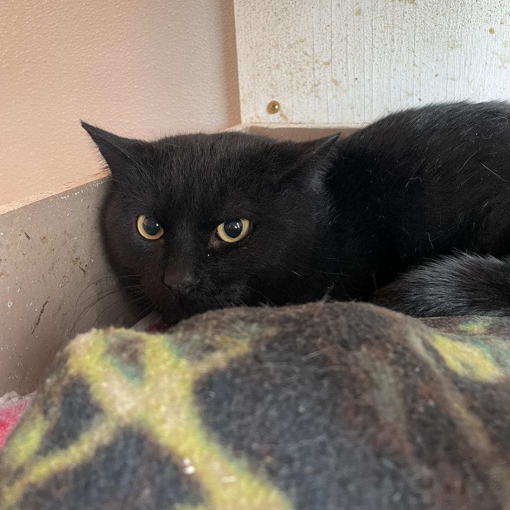 20220210134211 Furry Friends Refuge