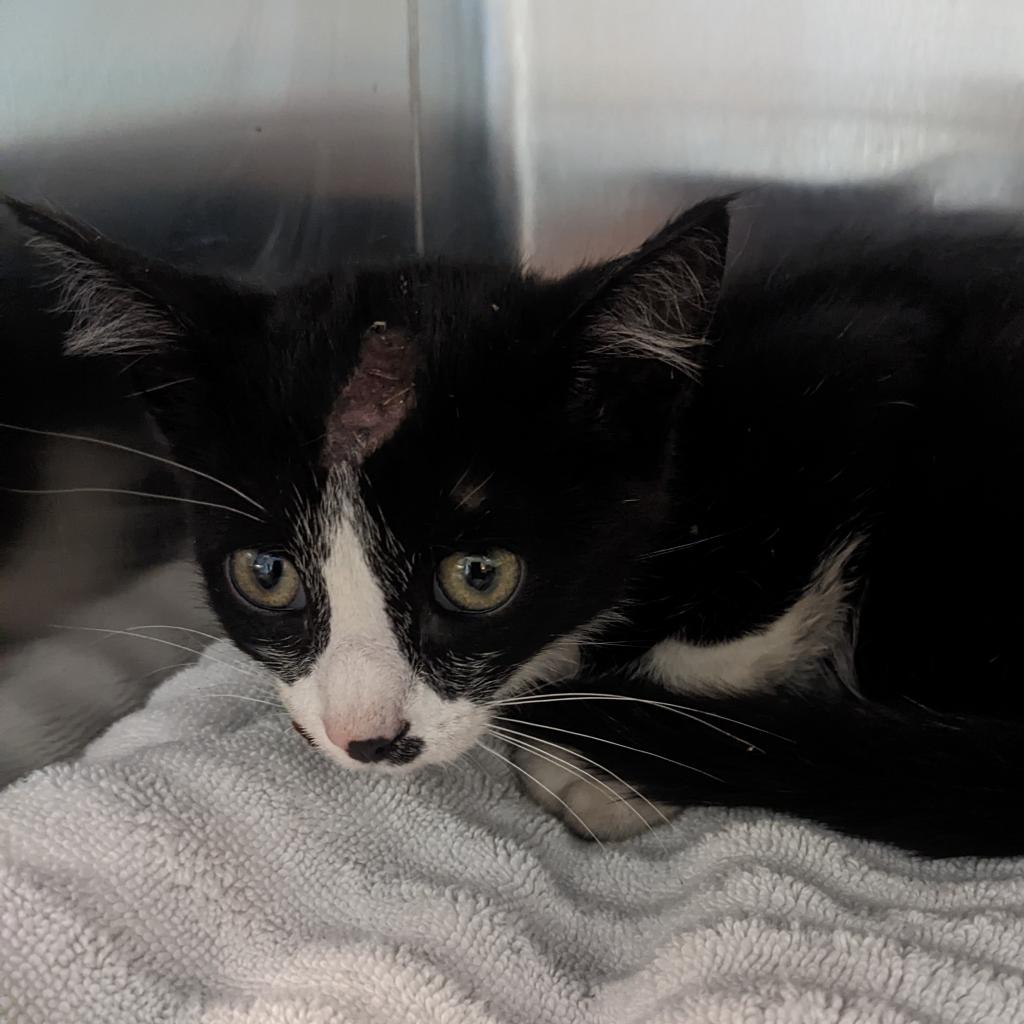 zazu Furry Friends Refuge