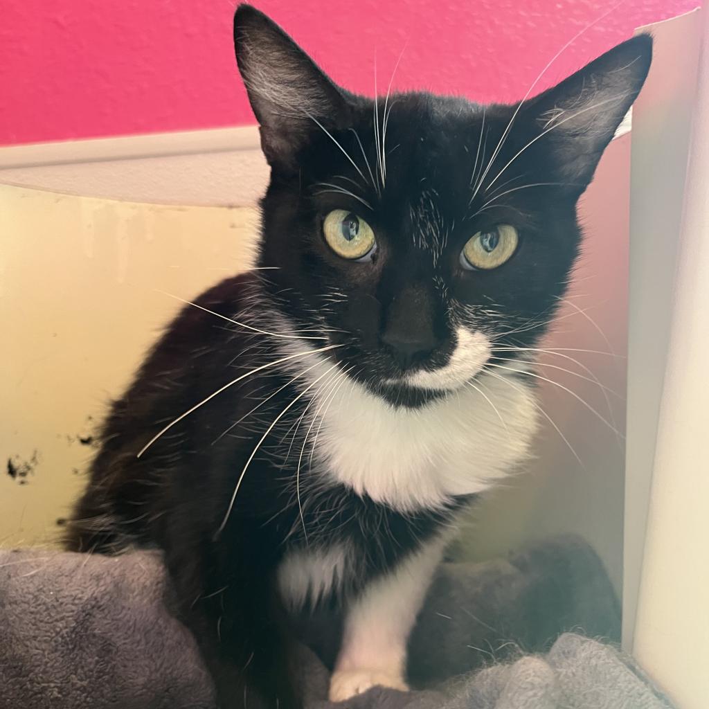 20220629141839 Furry Friends Refuge