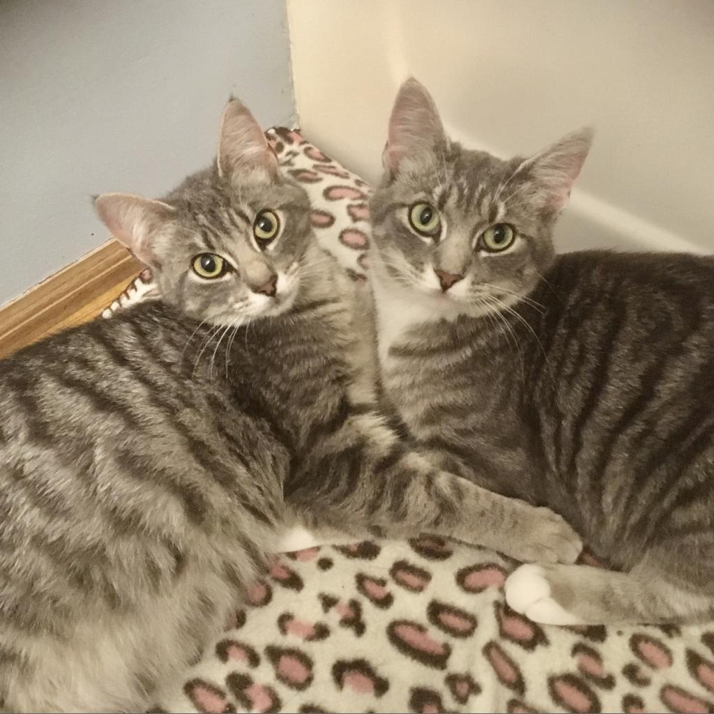 gracie Furry Friends Refuge