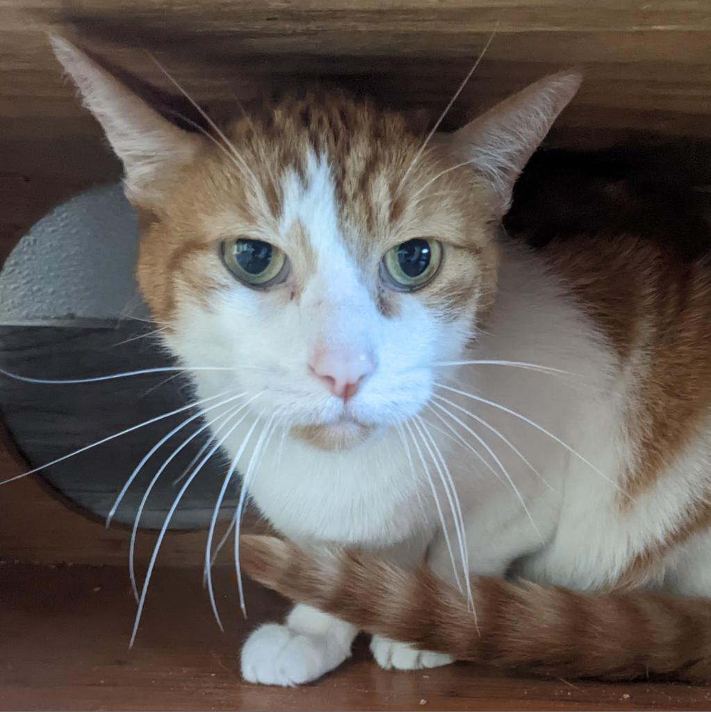 Colby Jack Furry Friends Refuge