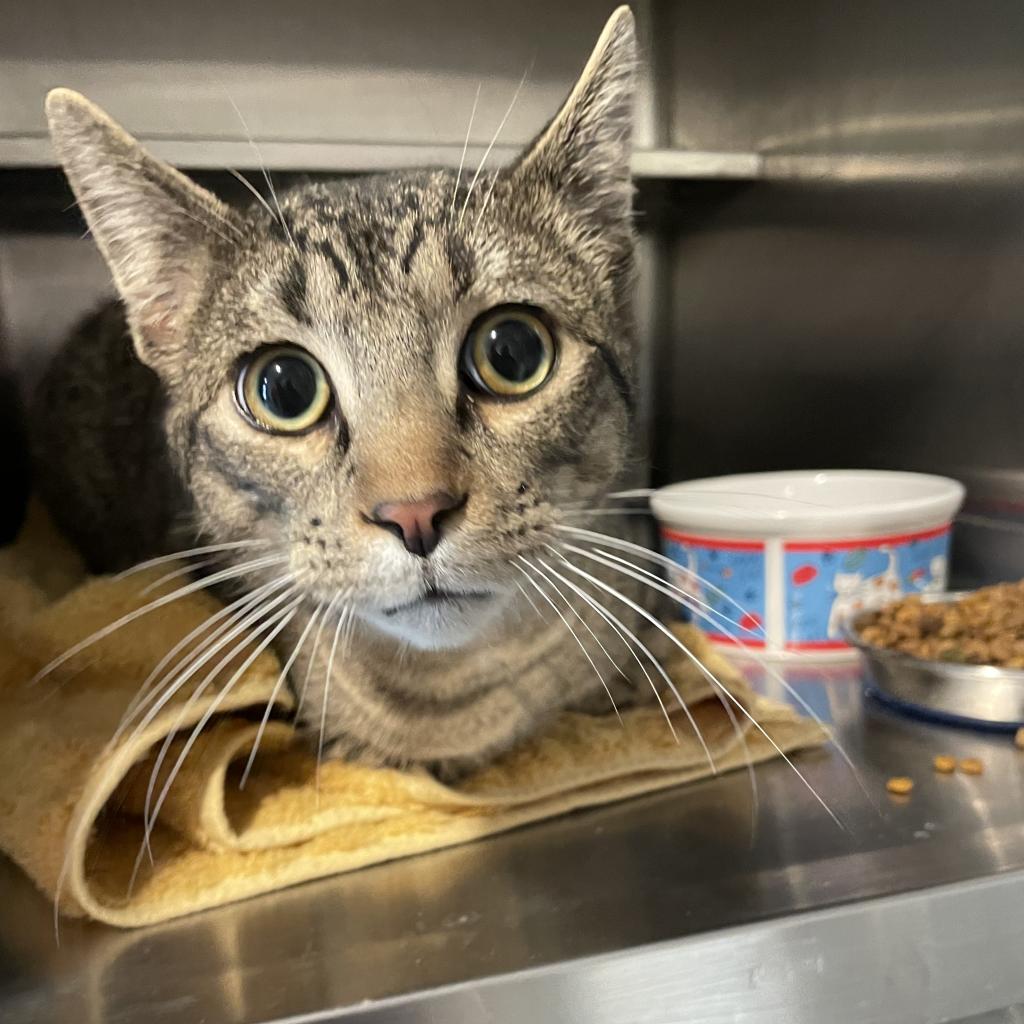 20221219062721 Furry Friends Refuge