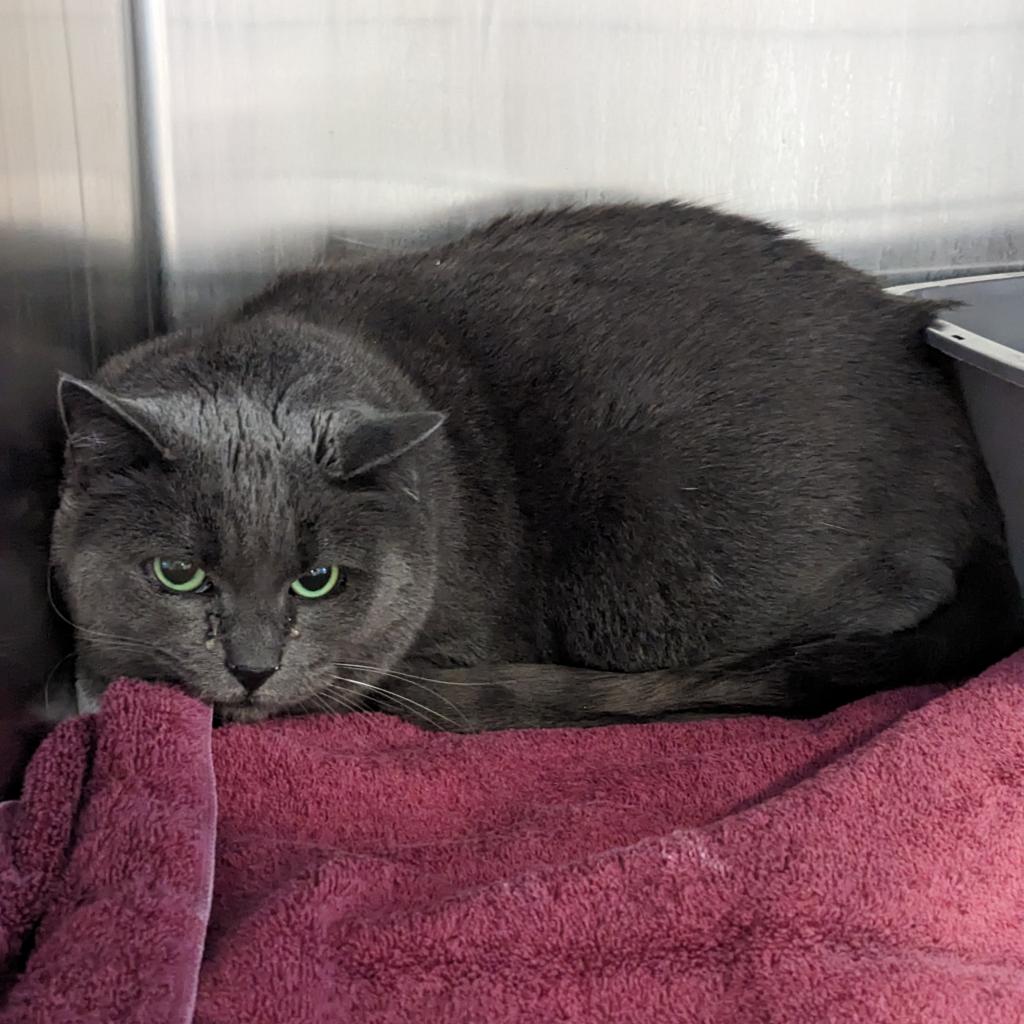 20230228123719 (1) Furry Friends Refuge