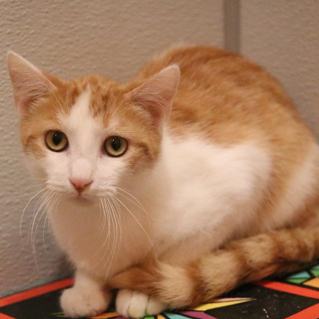 20230319135759 Furry Friends Refuge