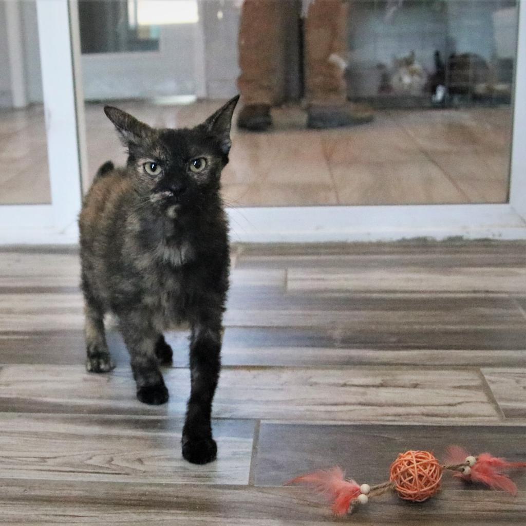 20230402115225 Furry Friends Refuge