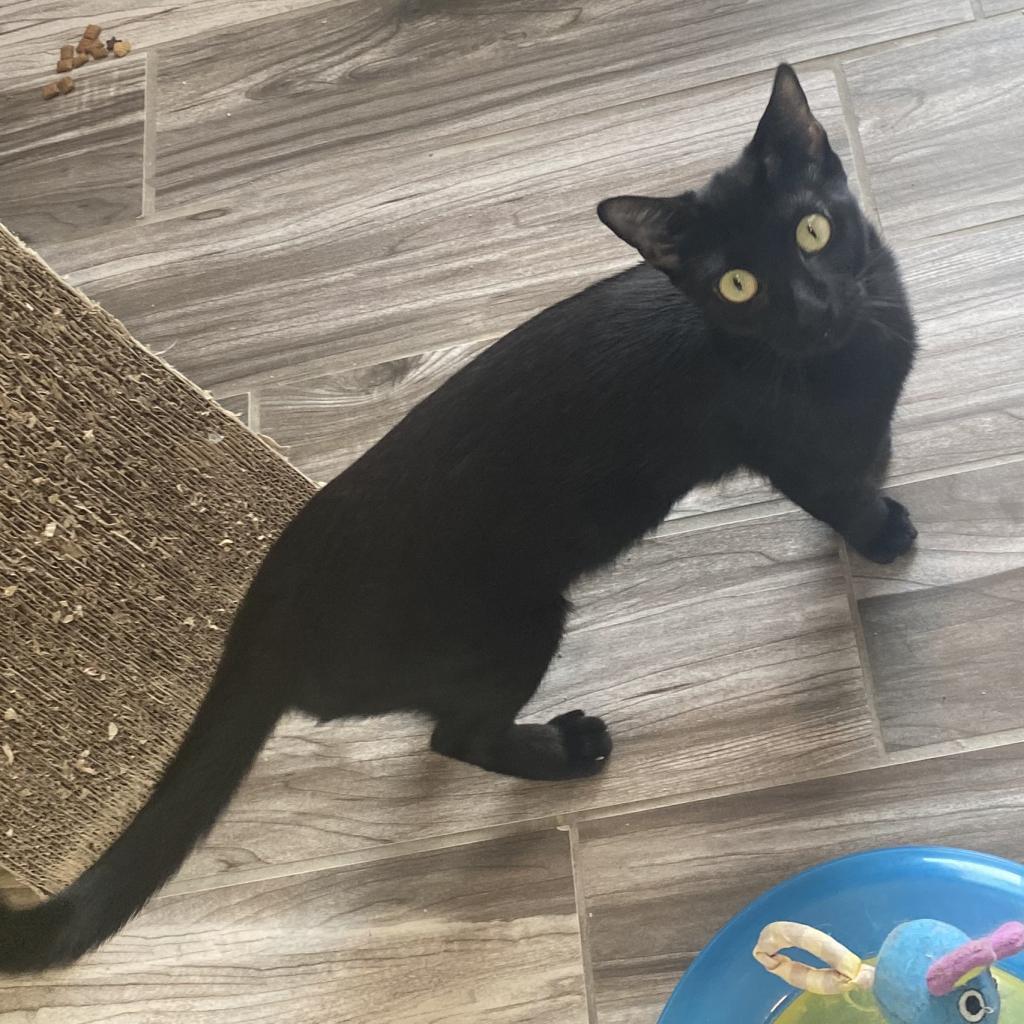 20230729133319 Furry Friends Refuge