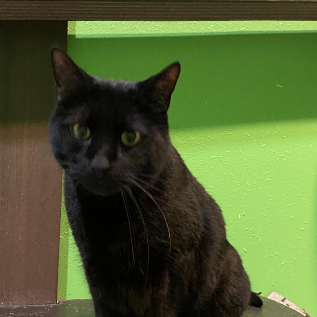 20231115132443 Furry Friends Refuge