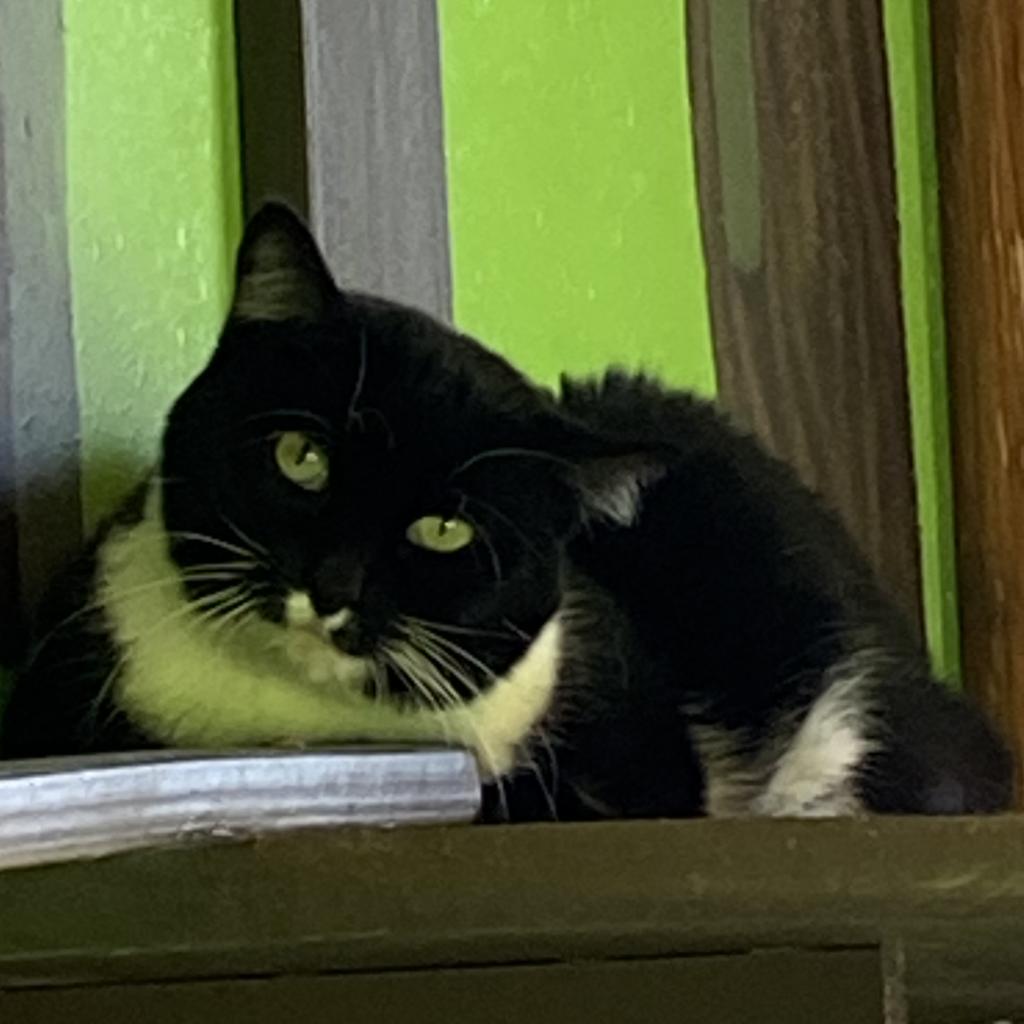 20231118070211 Furry Friends Refuge