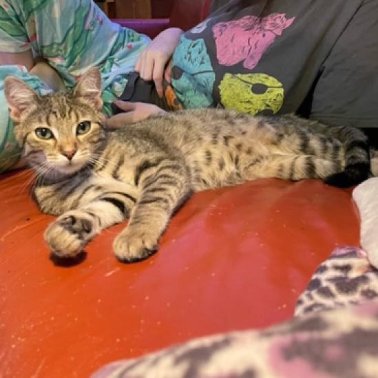 20231031135708 Furry Friends Refuge