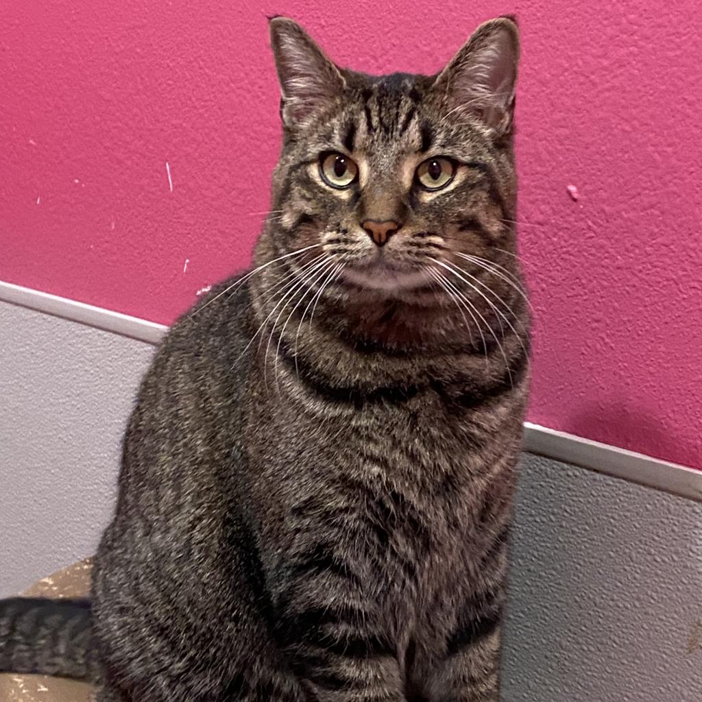 20231115160708 Furry Friends Refuge