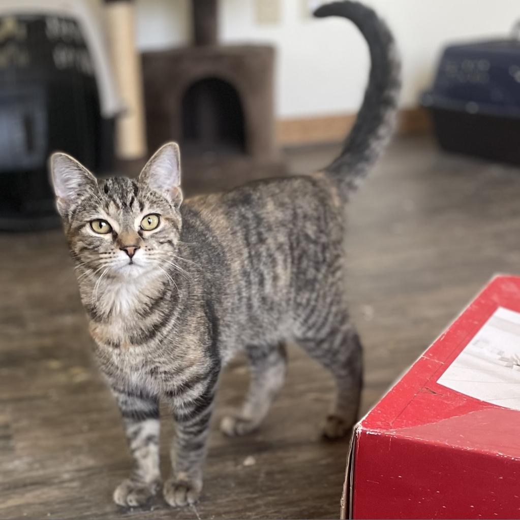 20231206102238 Furry Friends Refuge