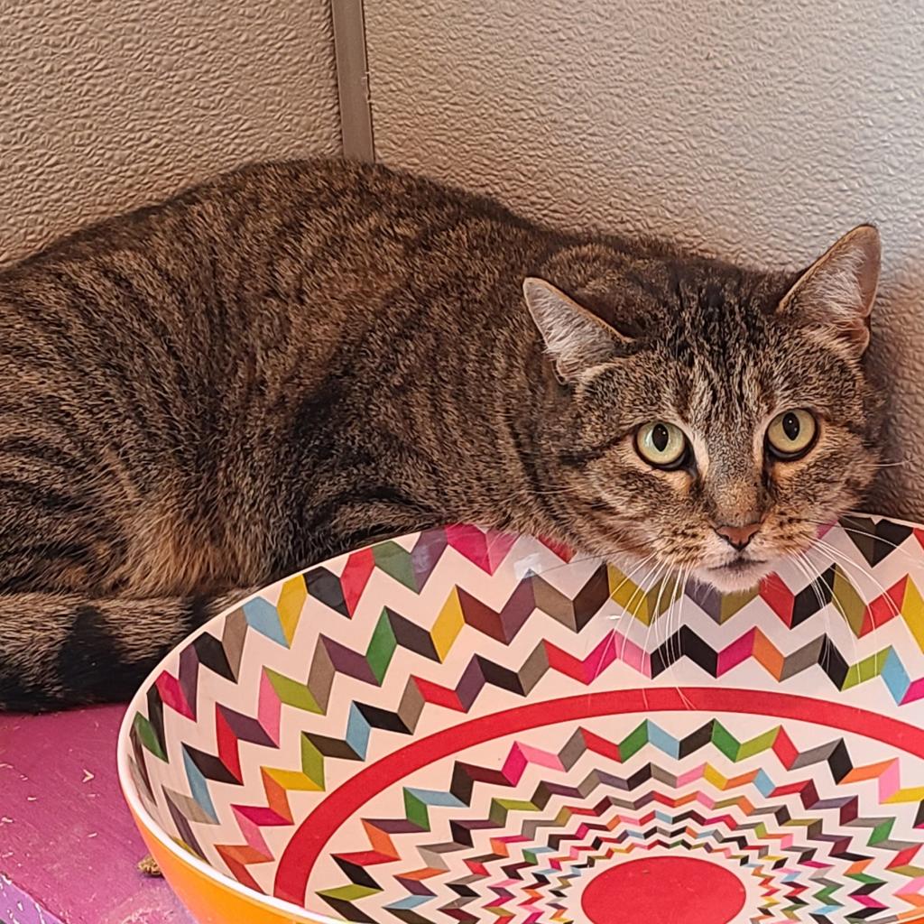 20231222101544 Furry Friends Refuge