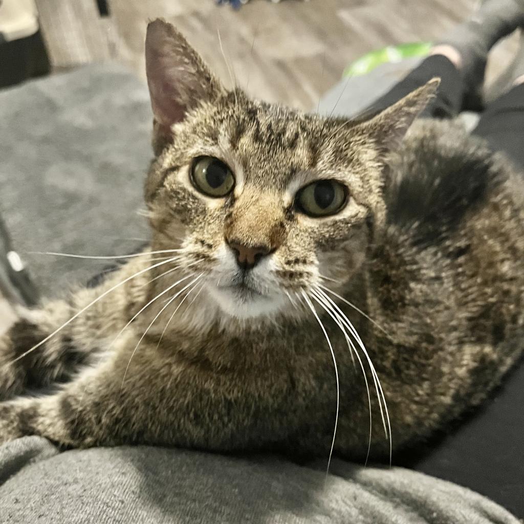 Barbie Furry Friends Refuge