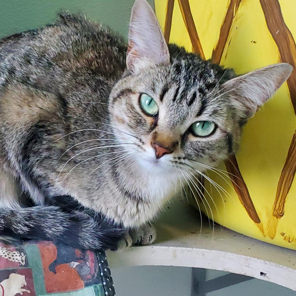 20240306112310 (1) Furry Friends Refuge