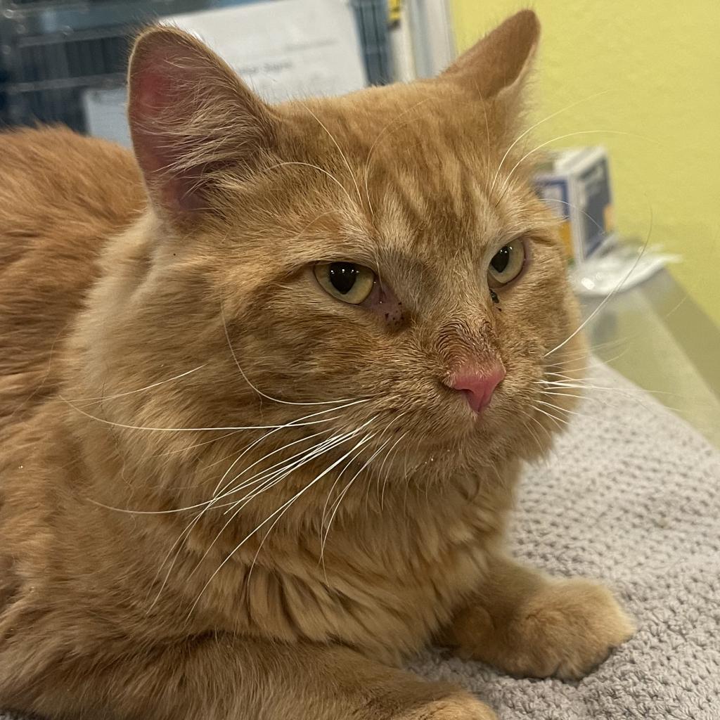 20240415181042 Furry Friends Refuge